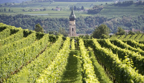 Il fascino del Pinot Bianco