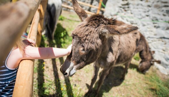 Adventure hike: discover a farm