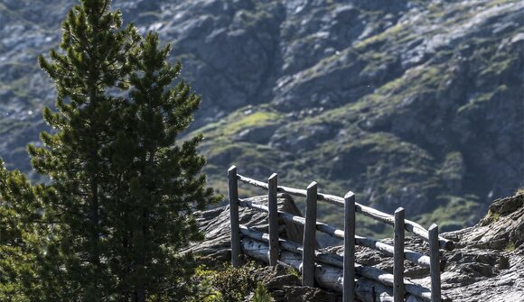 Swiss stone Pine Hike