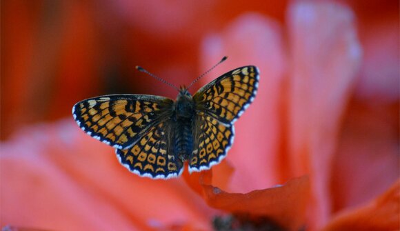 Escursione guidata alla flora e fauna