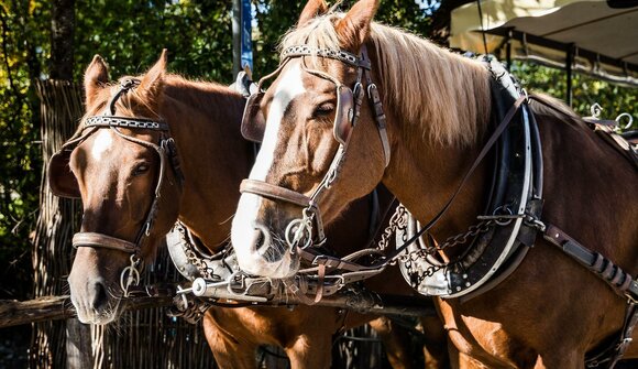 Gita in carrozza a Maranza