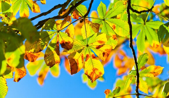 Pferdekutschenfahrt im Herbst