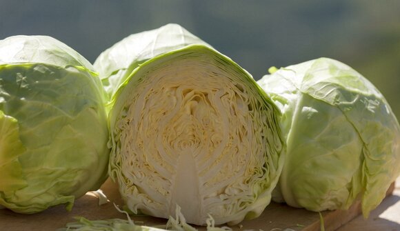 Lasa cabbage weeks