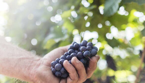 bacchus & pomina: tra i vigneti