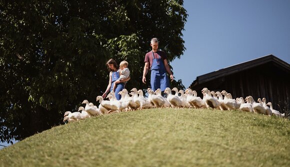 The world of the grazing geese