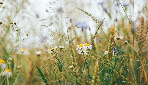 Meadow - field - cottage garden