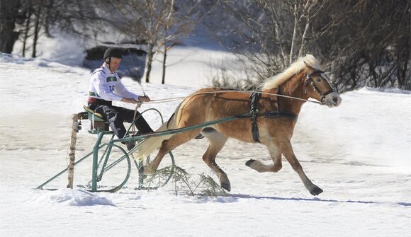 46th National Championships Skijoring