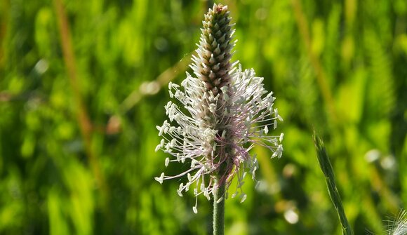 Ancient herbal knowledge