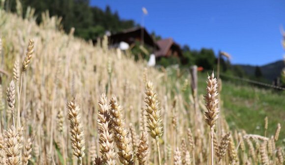 Bierverkostung am Hof