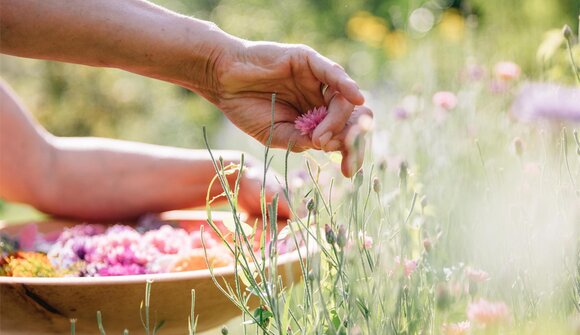 Herb hike with cooking experience