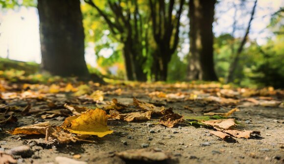 Passeggiata di Filosofia Forestale