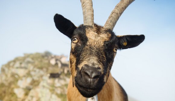 3rd South Tyrolean Goat Festival