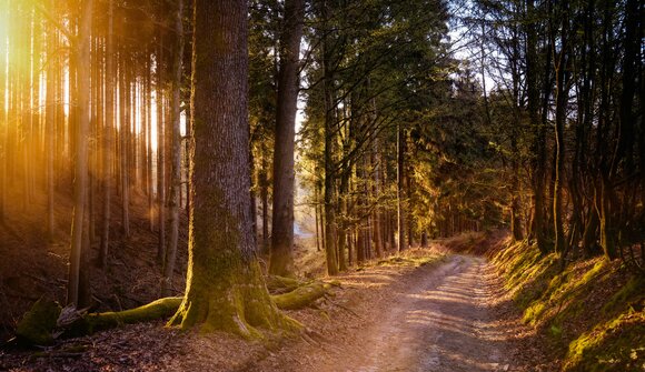 I segreti della foresta