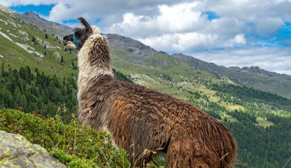 Walk the Lama: leichte Halbtagestour