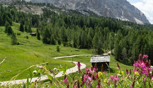 Natur in Blüte. Die Armentara Wiesen