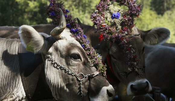 Ceremonial cattle driving at Tarres