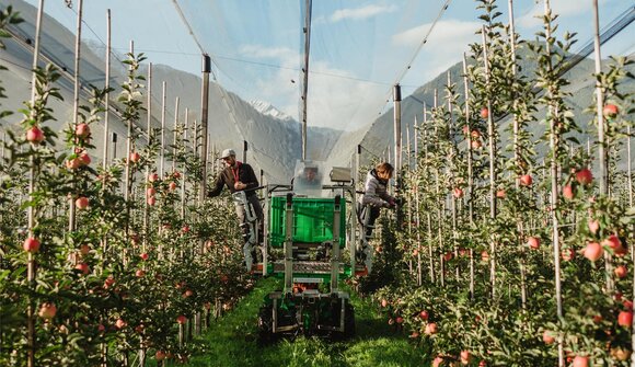 Einblicke in die Ernte und Apfelprobe