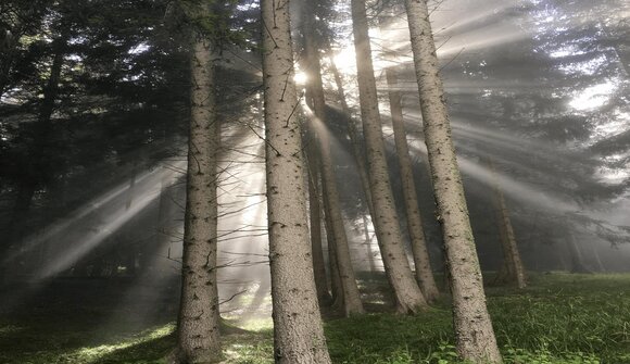 Escursione guidata alla Schnauzerstube