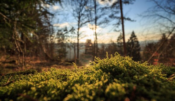 Alpine Herbstwanderung: Eidechsspitze