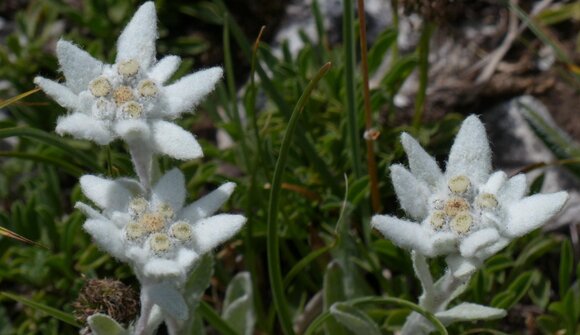 Alpine Herbstwanderung zum Fallmetzer