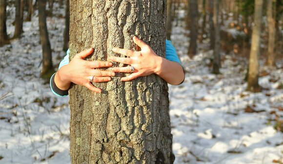 Wood Emotion: Kraftquelle Wald