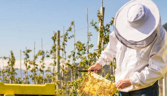 Führung mit dem Imker Bienenmichl