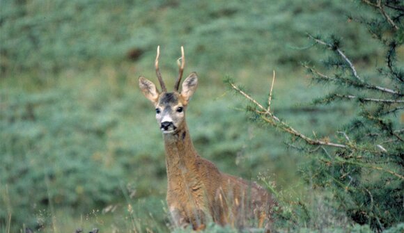 Wildbeobachtung in der Dämmerung