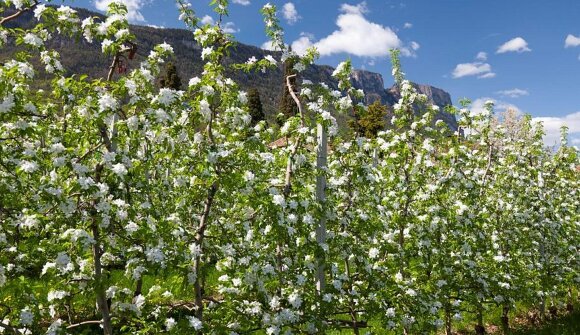 Il mondo della mela presso il Leitnhof