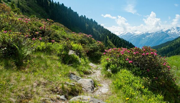 Guided guest hike to the "Spieler"