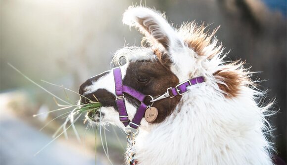 Giornata di esperienza con i lama