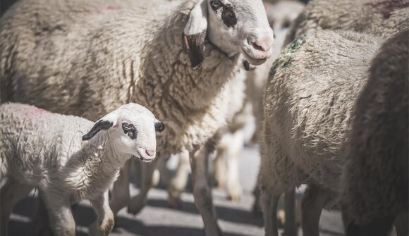 Esposizione nazionale di tutte le razze ovine