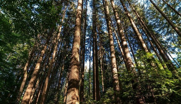 Essbarer Bergwald: nasch dich gesund