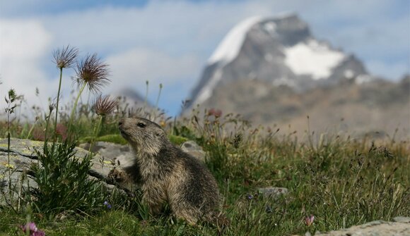 Alla scoperta delle marmotte