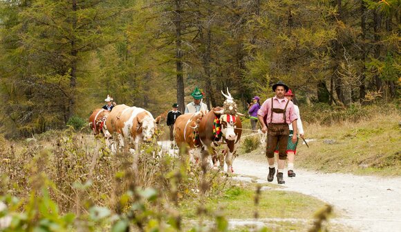 Transhumance from mountain pastures