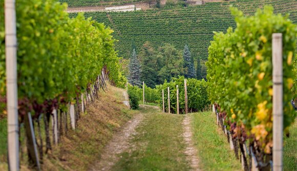 Weinwanderung am Gewürztraminer Weg