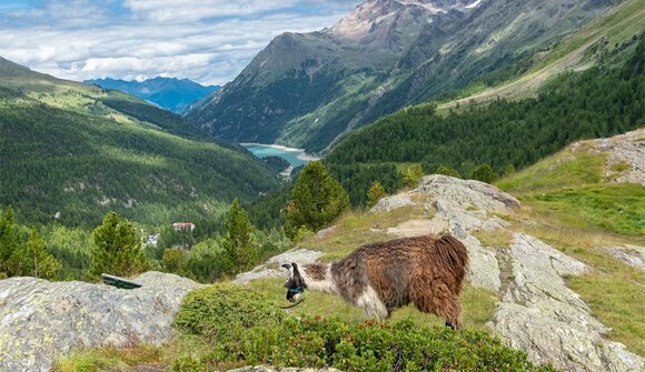 Guide the Lama - Trekking