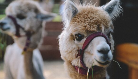 Kindersommer - Lama-Trekking