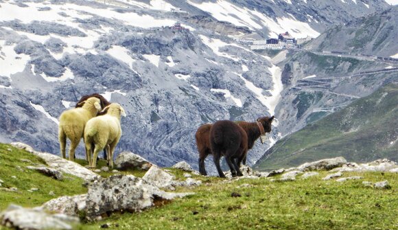 Sheep herding in Trafoi