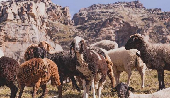 Sheep herding in Stelvio