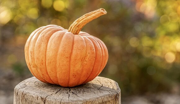 Pumpkins and grasses