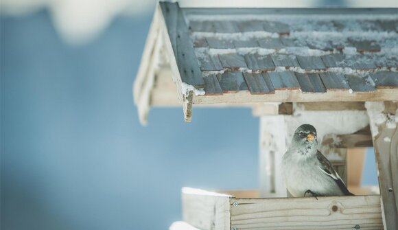 Vogelfutter selbstmachen