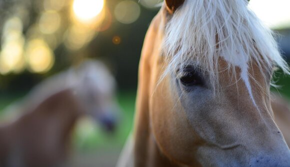 Buchvorstellung "150 Jahre Haflinger"