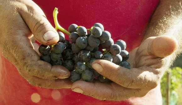 Viticoltura di montagna: Unterortl