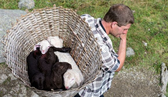 Transhumance in Val di Tel