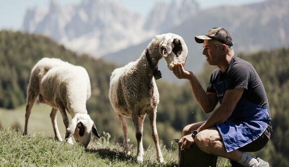 Lamb weeks Val di Funes