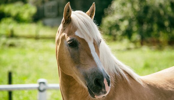 Foal survey of Haflinger horses