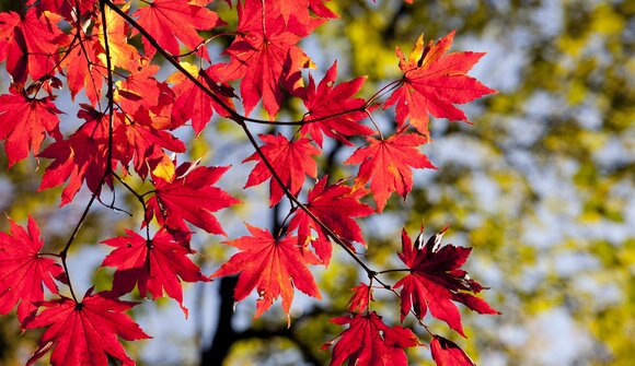 Festa di autunno a San Martino