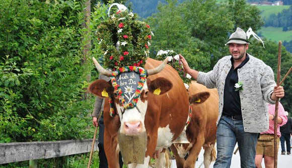 Cattle Drive in Reith in Alpbachtal