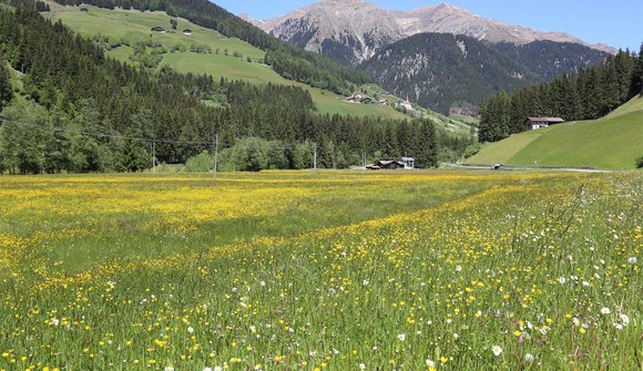 Kräuterwanderung im Sarntal