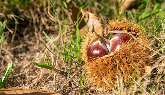 Castagne a Barbiano - Frühaufhof